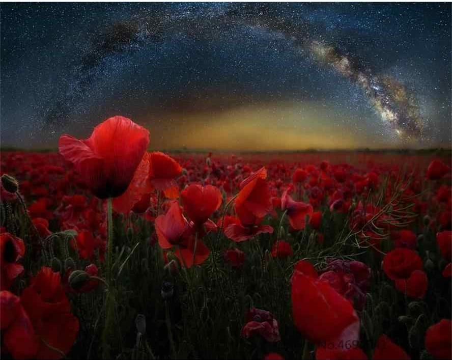 Poppy Flowers in Starry Night – Paint By Numbers - 40*50CM, 501 Original
Poppy Flowers in Starry Night – Paint By Numbers - 40*50CM, 501 Original