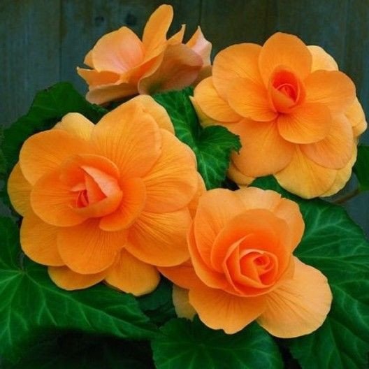 BEGONIA TUBERS (ROSEFORM) - APRICOT 50 SEEDS