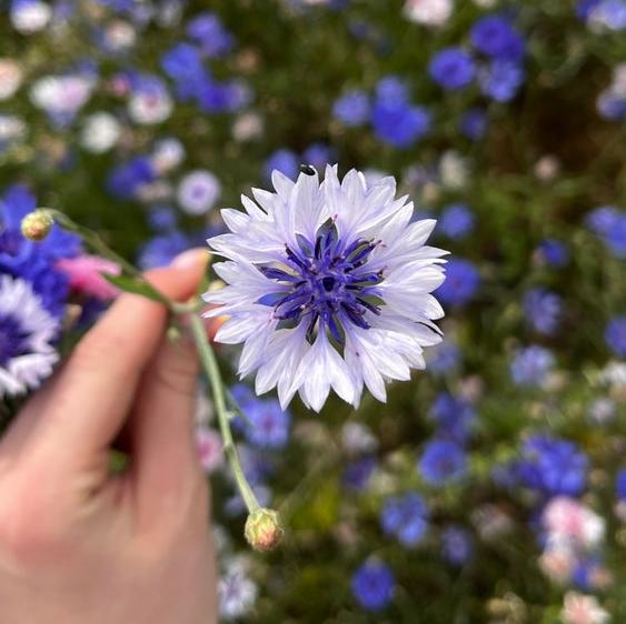 Cornflower Centaurea Double Ball Mix Flower | X 80 seeds