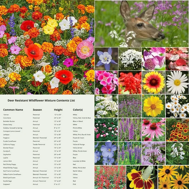 Deer Resistant Seed Mix - Over 20 kinds mixed-Attracts Pollinators, Plant in Spring or Fall, Zones 3, 4, 5, 6, 7, 8, 9, 10