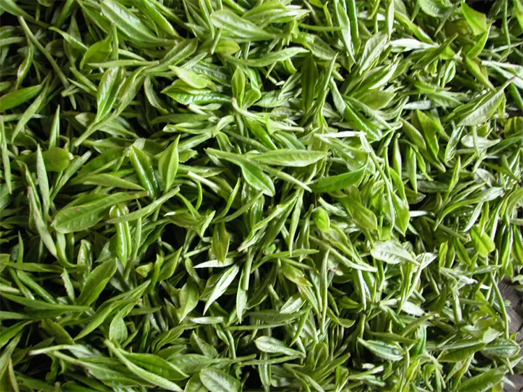Can you drink green tea while pregnant？