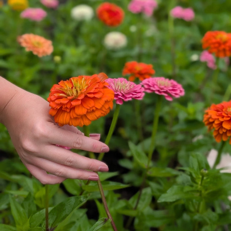 Zinnia Orange King Flower | X 50 Seeds