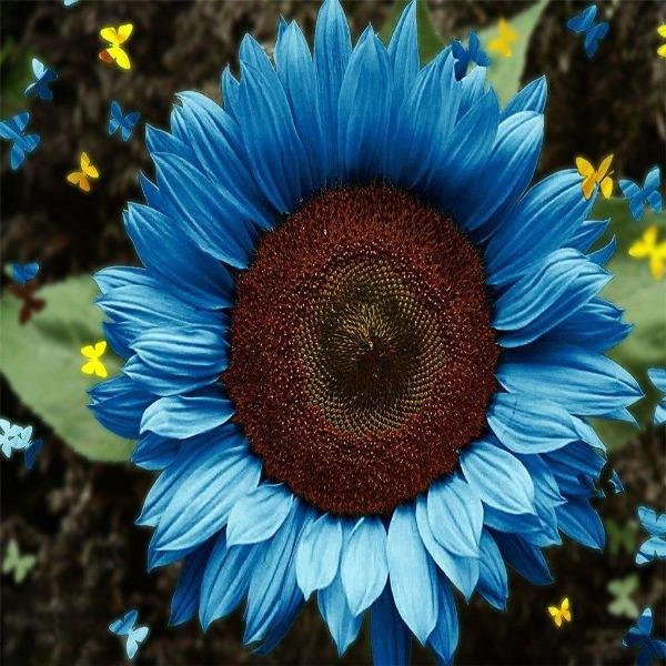 Bright Blue Sunflower Seeds