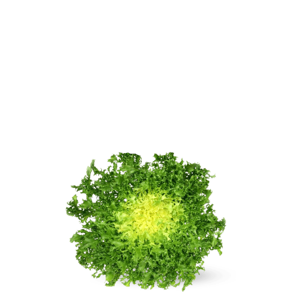 Chicory Endive Frisée Seeds - Rizada cabello de ángel