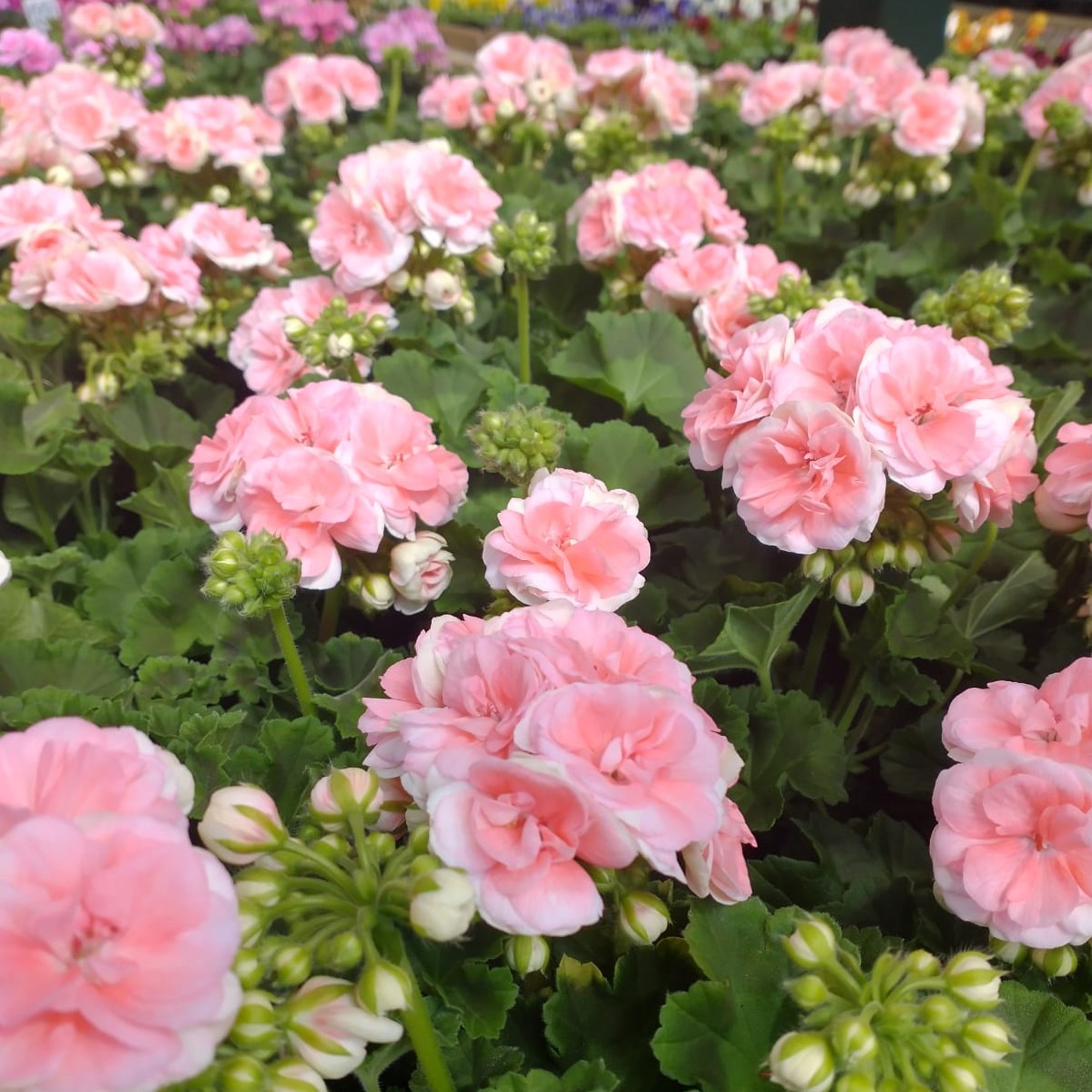 Rosebud Astrid Seeds