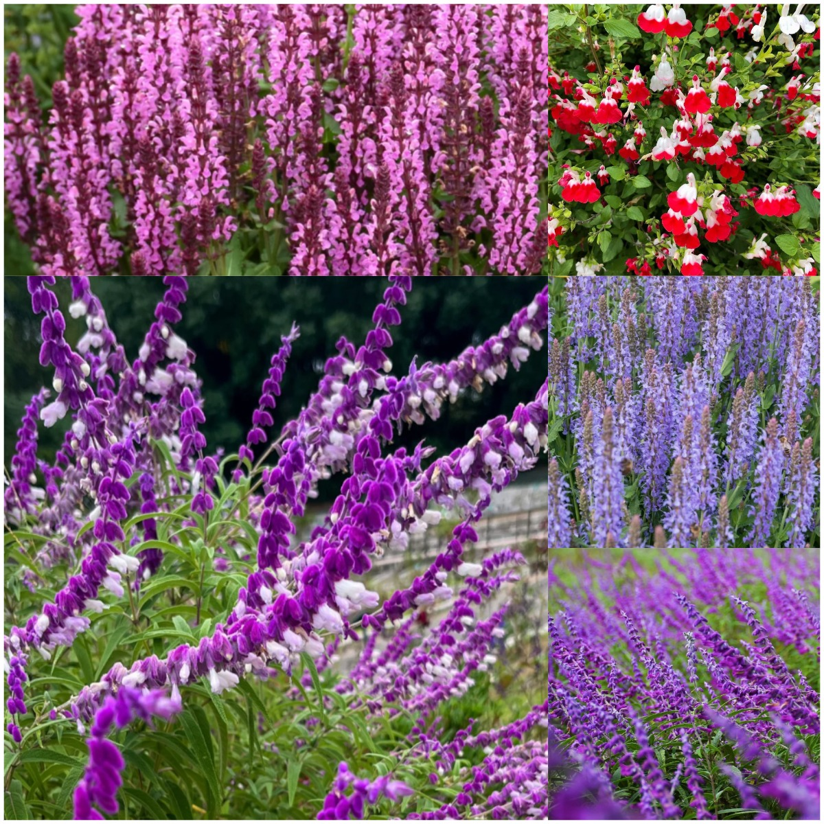 💐Aromatic Sage Seeds