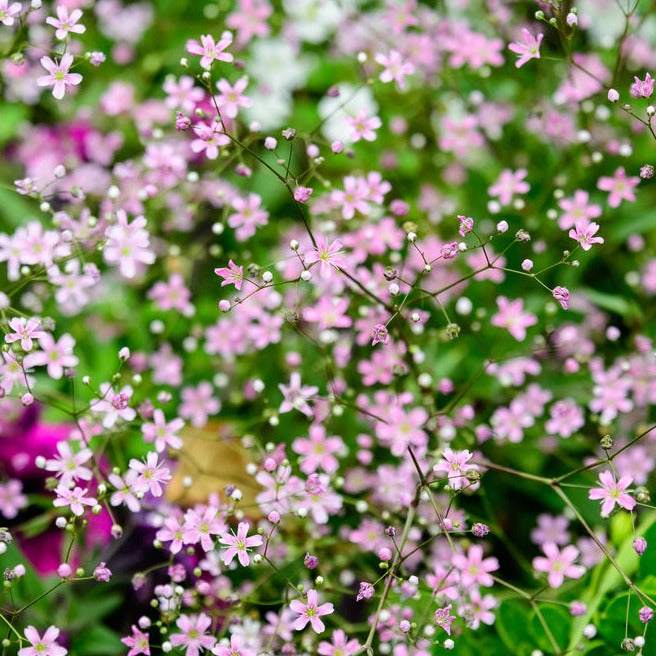 Baby's Breath Gypsophila Elegans Rosea Flower | X 100 Seeds