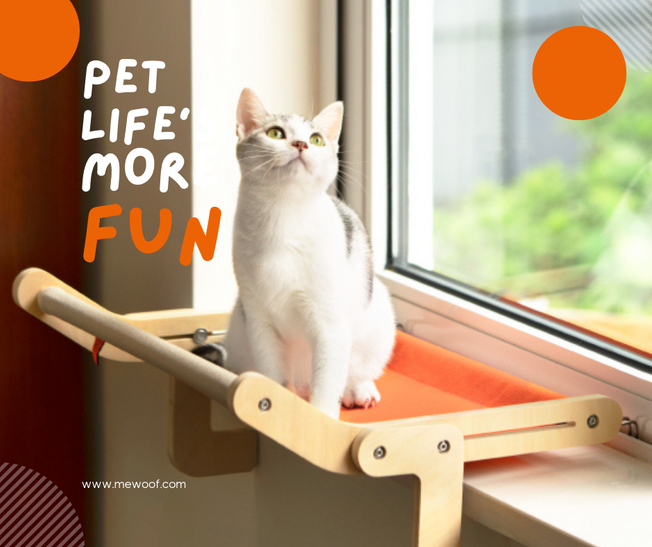 Why Do Cats Love Looking Out Windows?