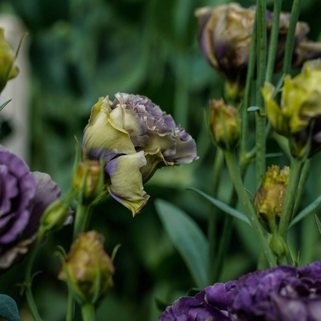 Lisianthus Rosanne 1 Black Pearl Flower | X 20 Seeds (NOT TO WA)