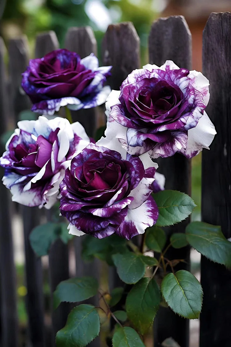 Rare Purple and White Twin Roses