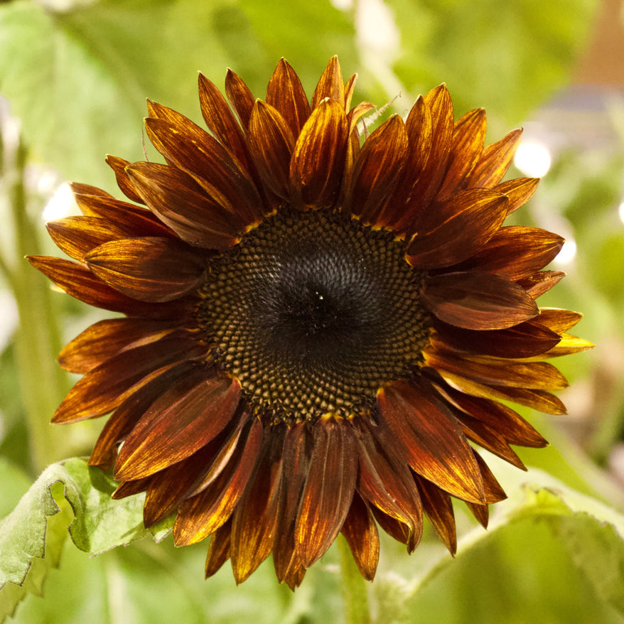 Sunflower Garnet Flower | X 15 Seeds