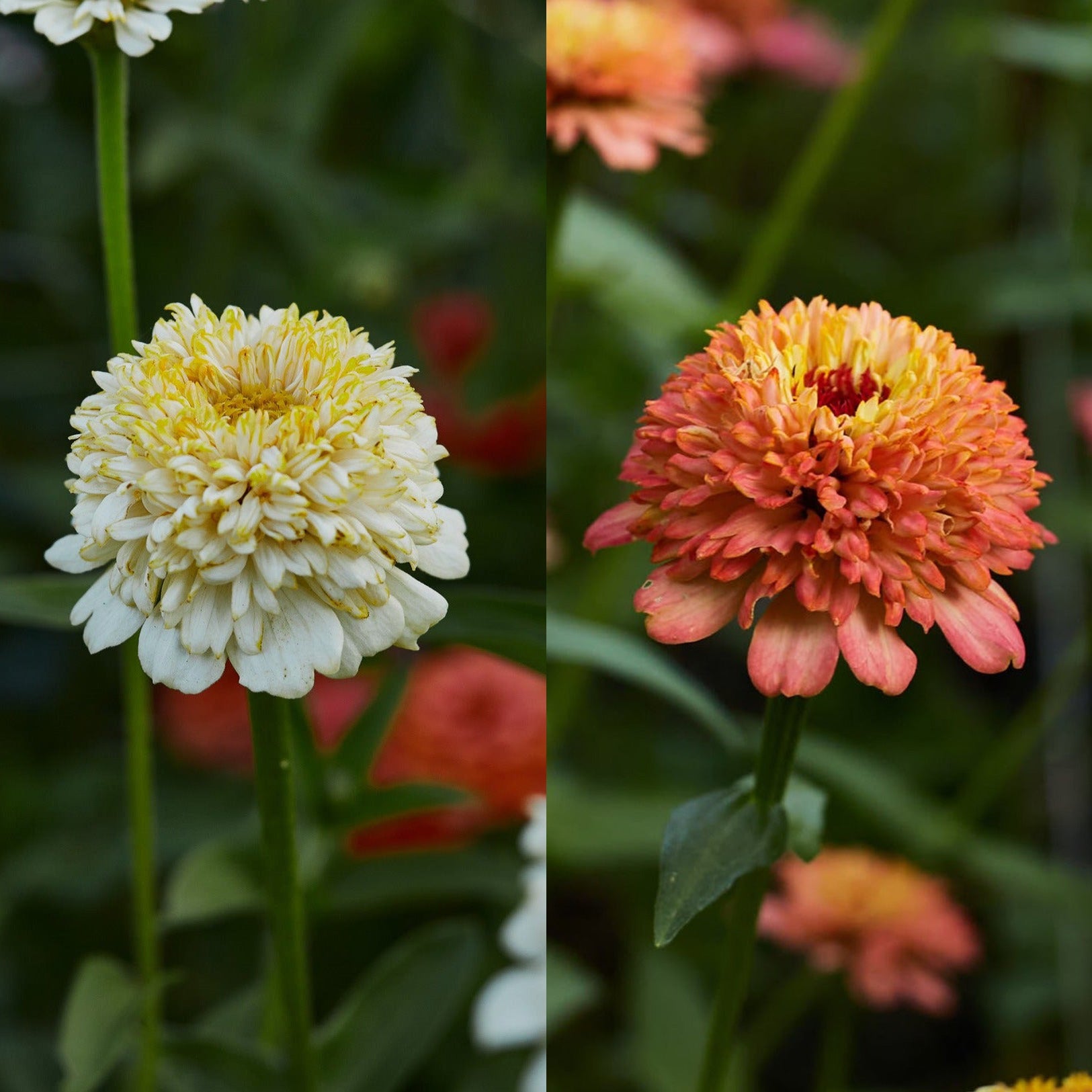 Zinnia Cresto Peaches + Cream Flower | X 30 Seeds