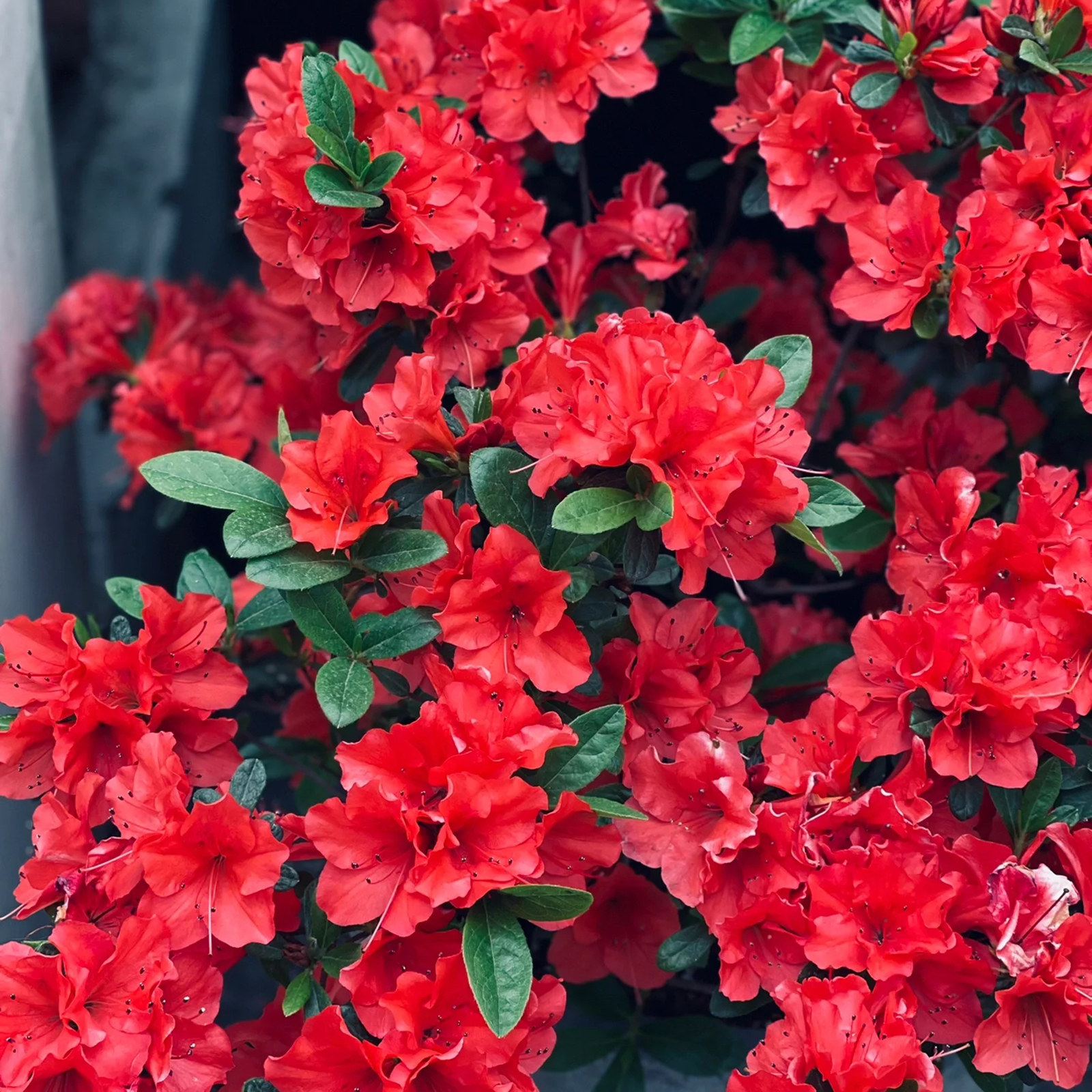 NEW 53%OFFRhododendron lapponicum