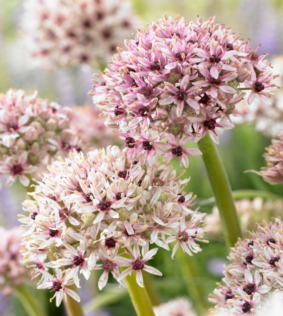 Allium Karataviense