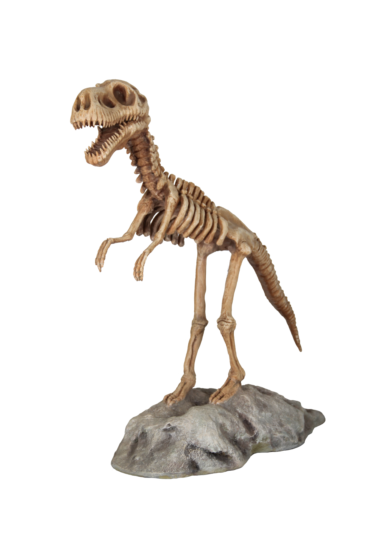 T rex skeleton on platform