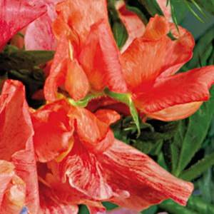 Orange Streamer Sweet Pea Seeds