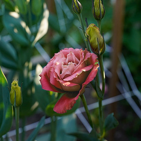 Lisianthus Advant 2 Cherry Sorbet Flower | X 20 Seeds (NOT TO WA)