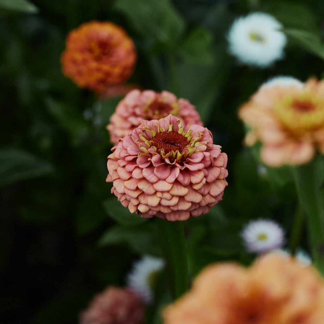 Zinnia Oklahoma Salmon Flower | X 50 Seeds