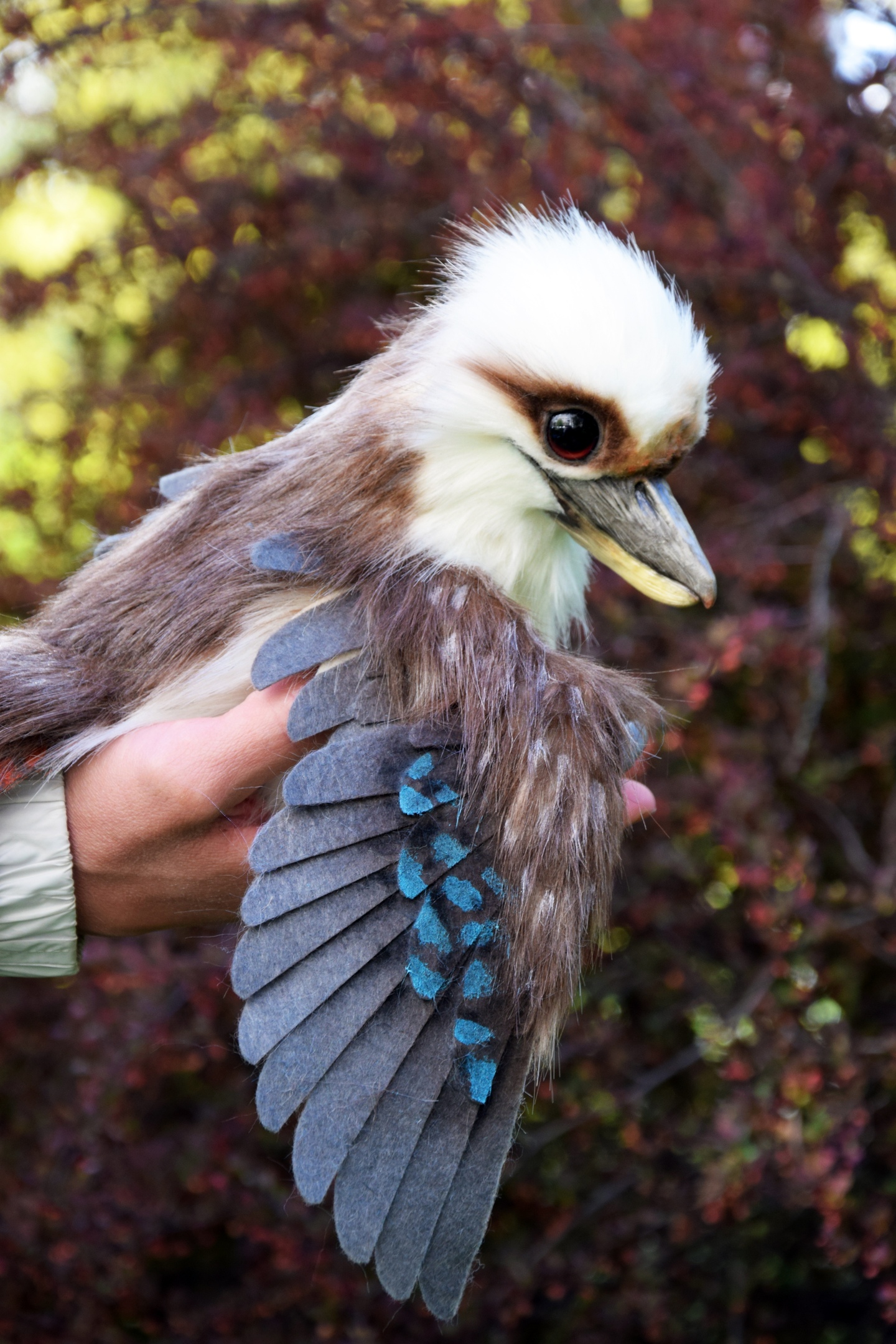 Kookaburra