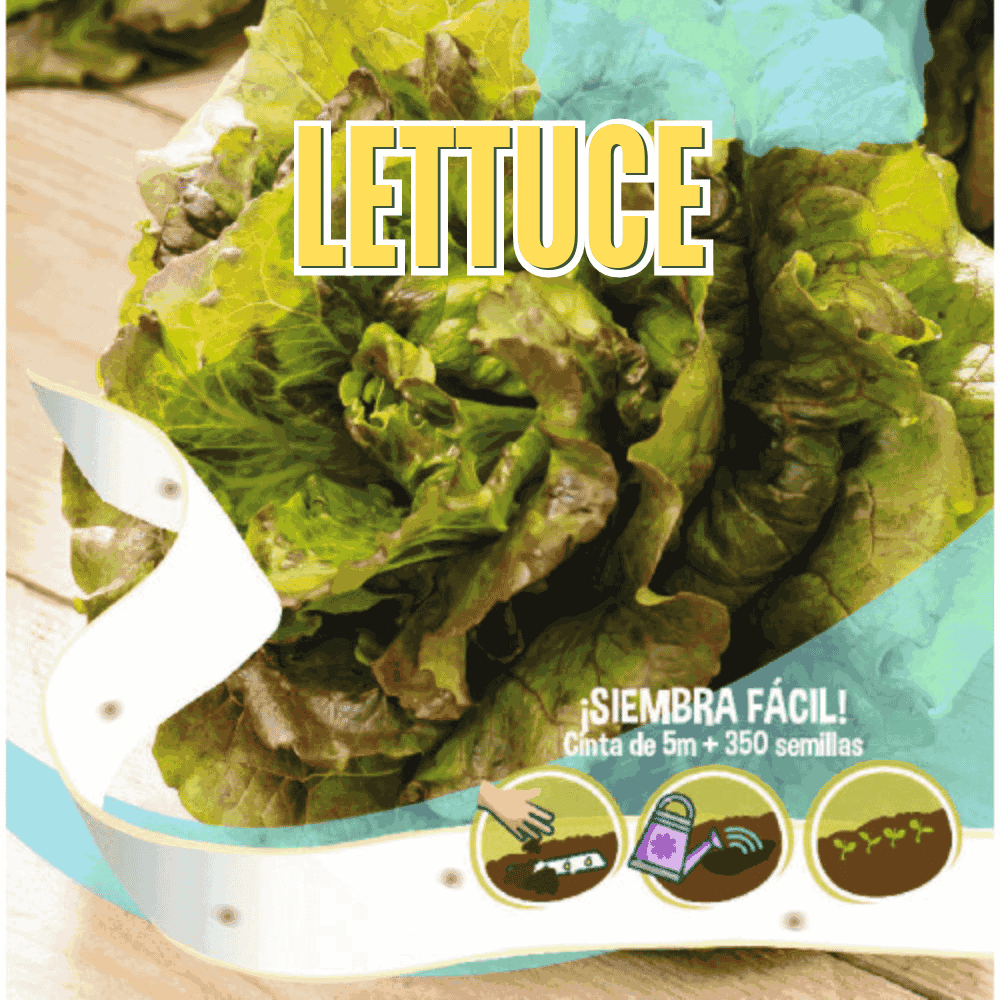 Lettuce Salad Seeds – Easy Grow Tape