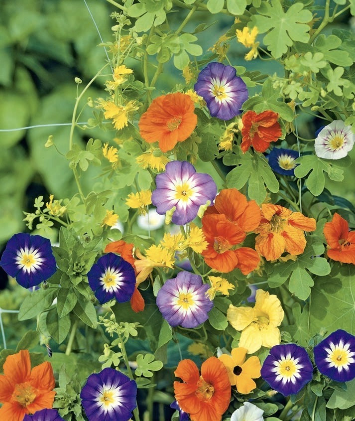 Sightseeing Mix Veronica Seeds