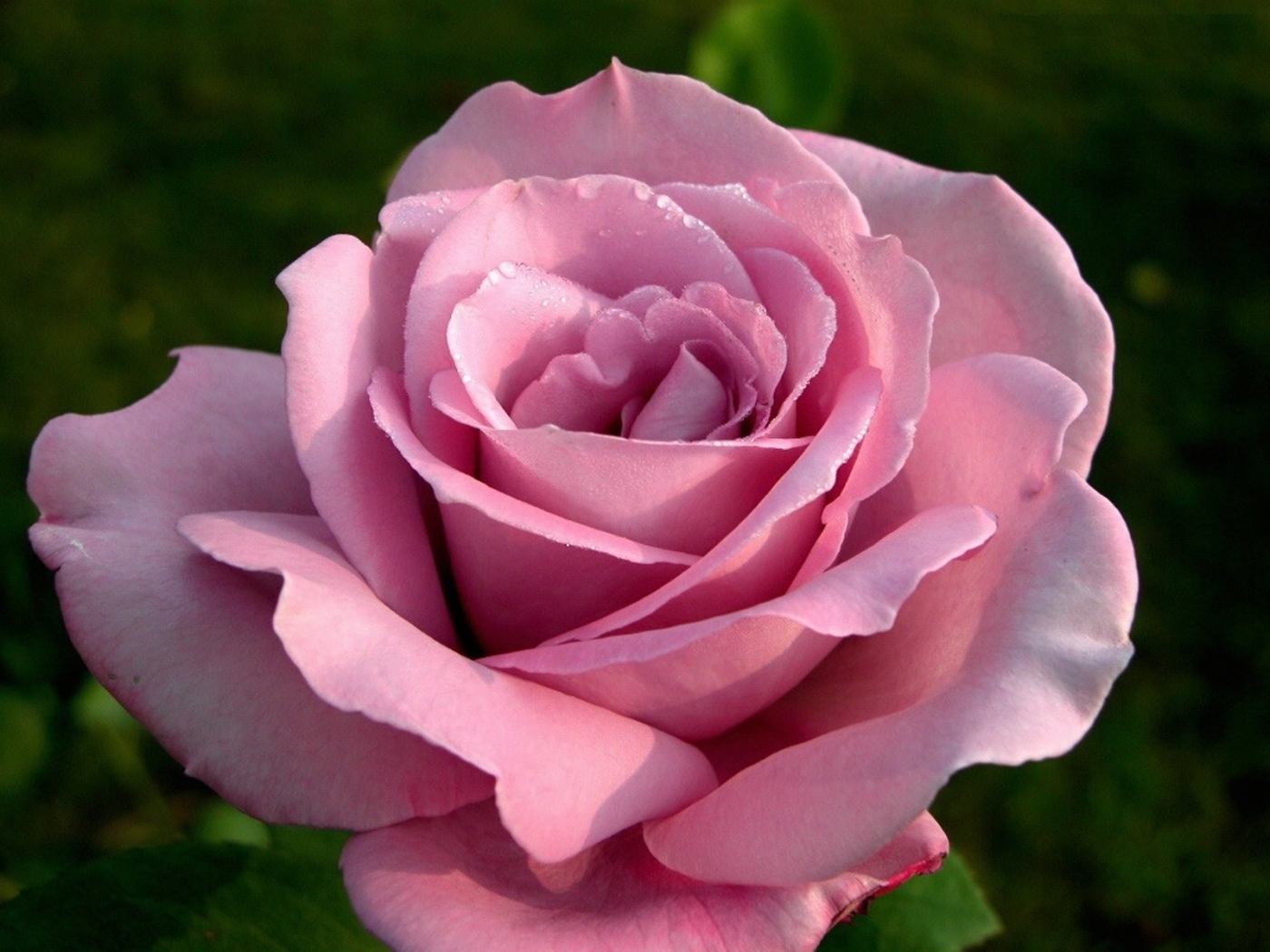 🌹Rose🌹