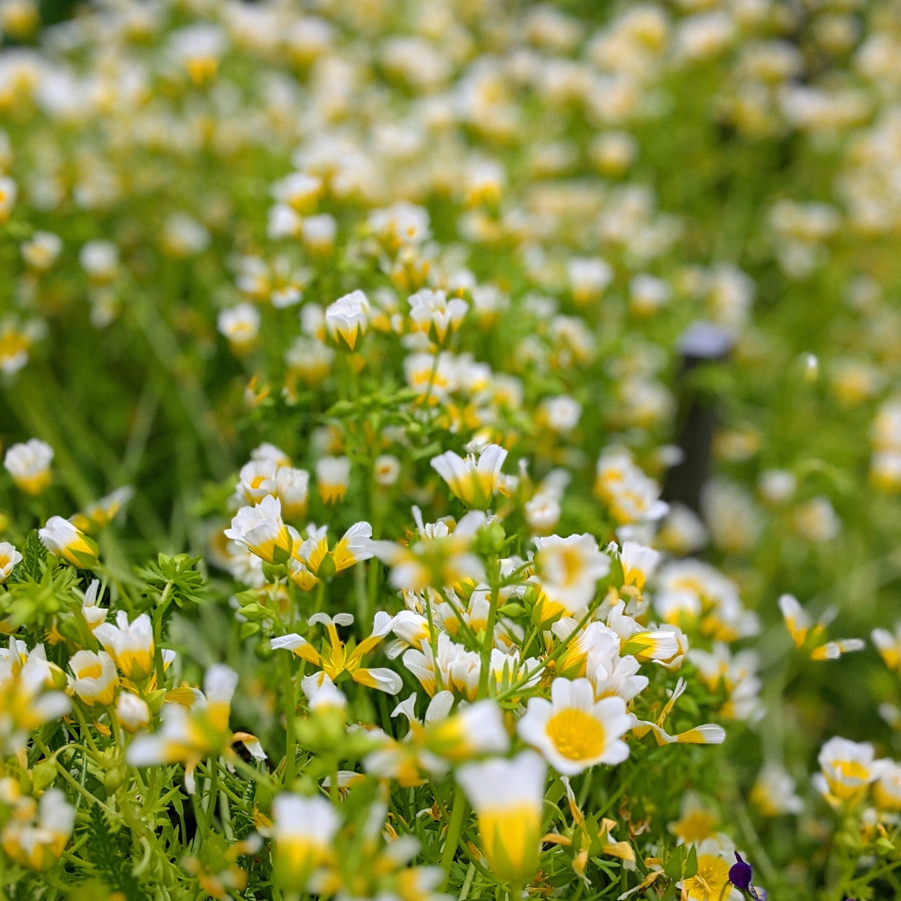 Poached Egg Flower | X 50 Seeds