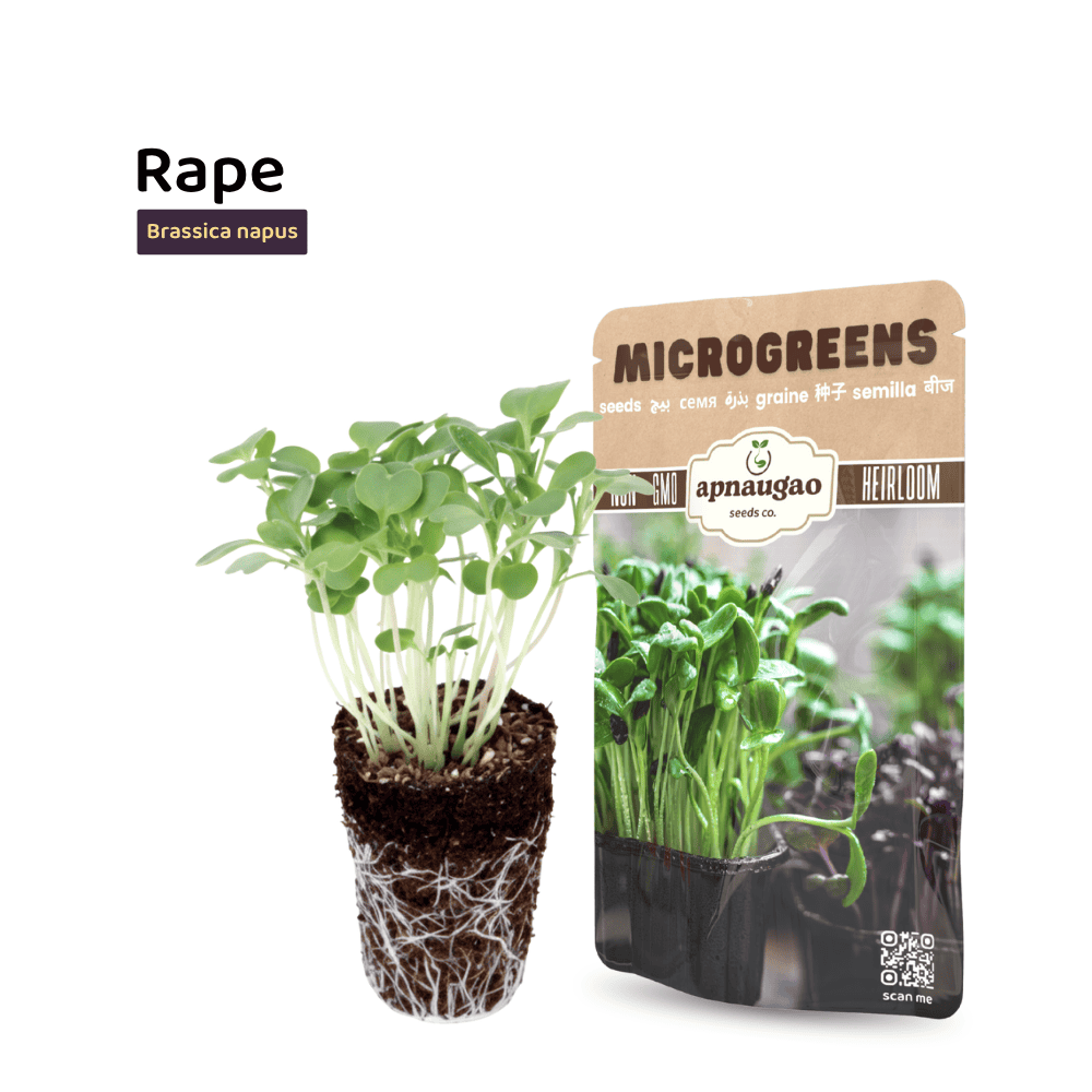 Rape Microgreens Seeds – Mild, Nutritious & Easy to Grow