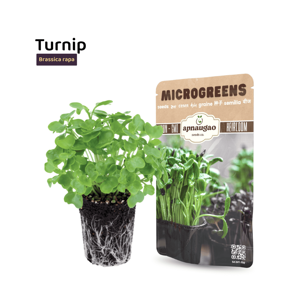 Turnip Microgreens Seeds – Mild, Crisp & Fast-Growing