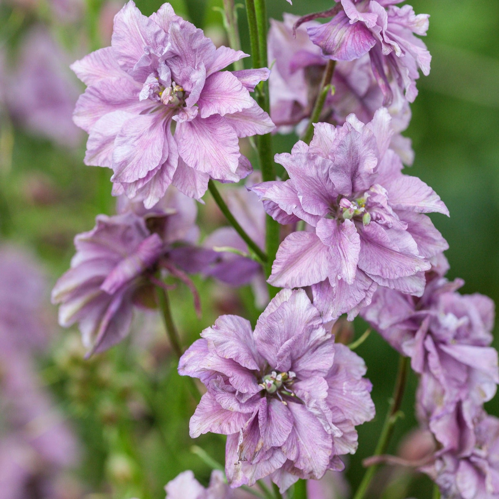 Larkspur Misty Lavender Flower | X 50 Seeds