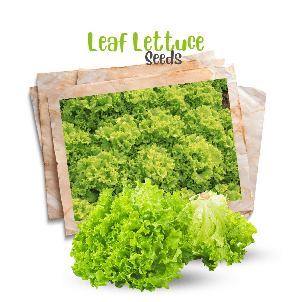 Leaf Lettuce Seeds – Looseleaf Variety | Fast-Growing