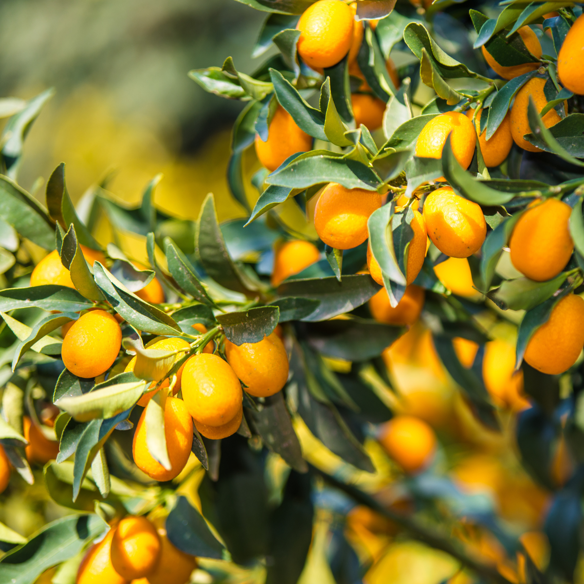 Kumquat Seeds  Grow Your Own Sweet and Tangy Kumquats!