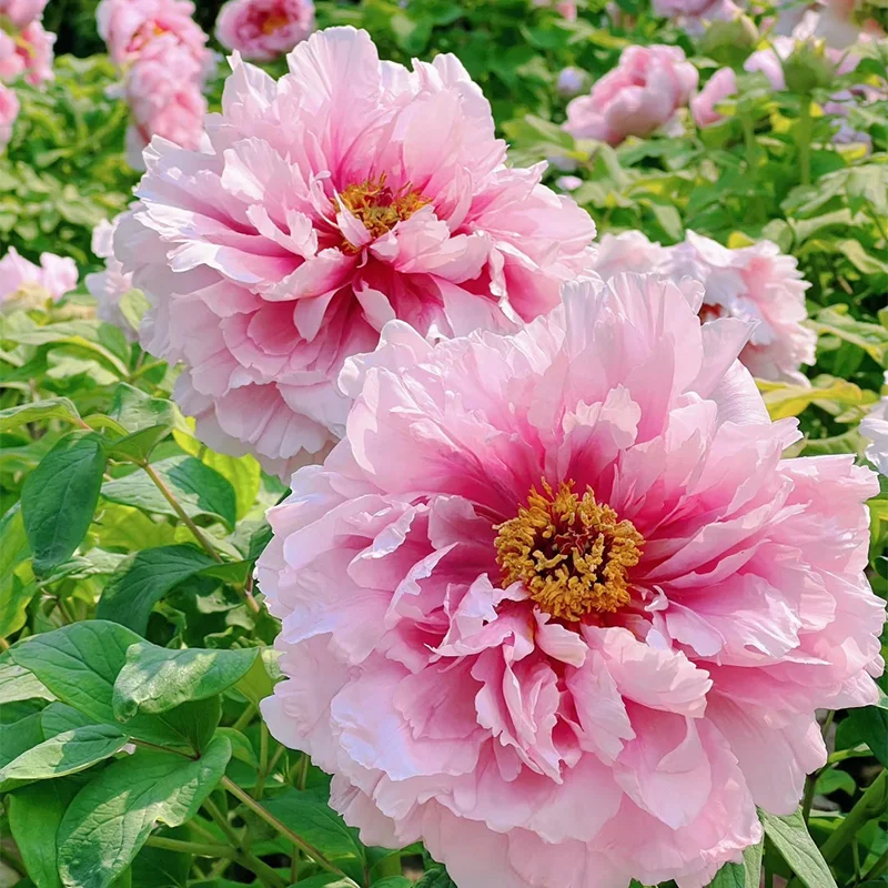 🔥LAST DAY 75% OFF🌺The Queen Of Flowers—Double Petaled Piani