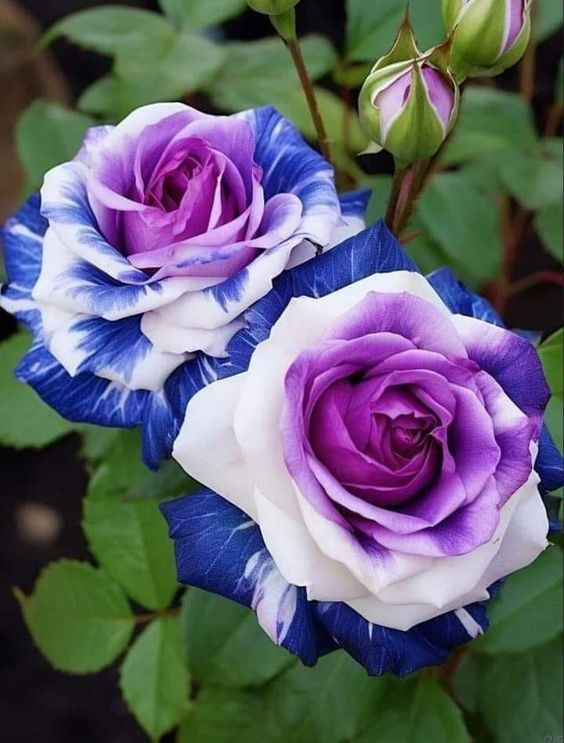 Purple Blue Rose Seeds