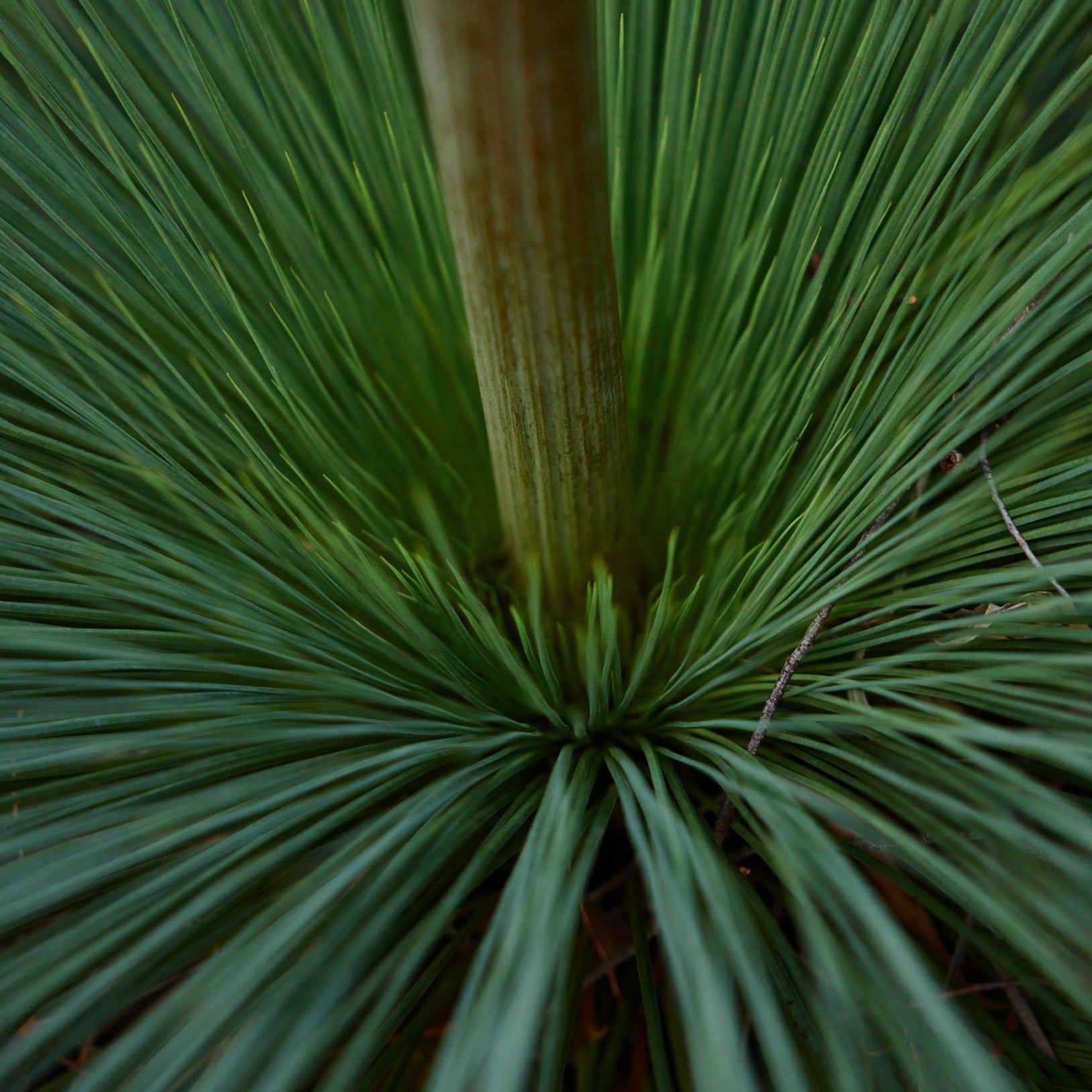 Grass Tree Xanthorrhoea presissii Australian Native | X 15 Seeds