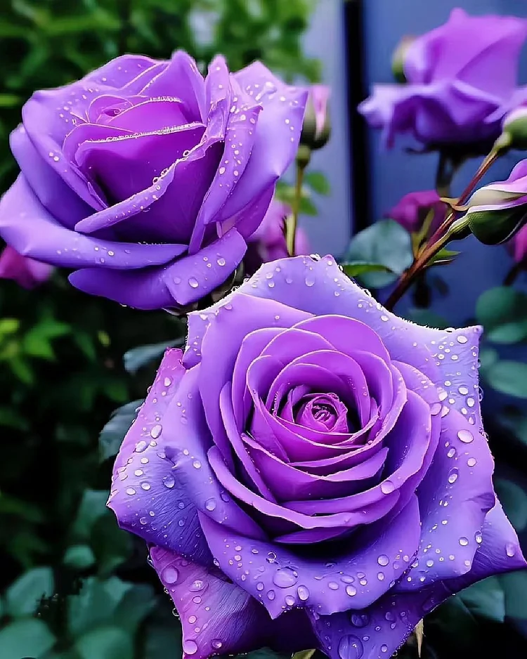 Rare Purple Rose Plant Seeds for Home Gardens