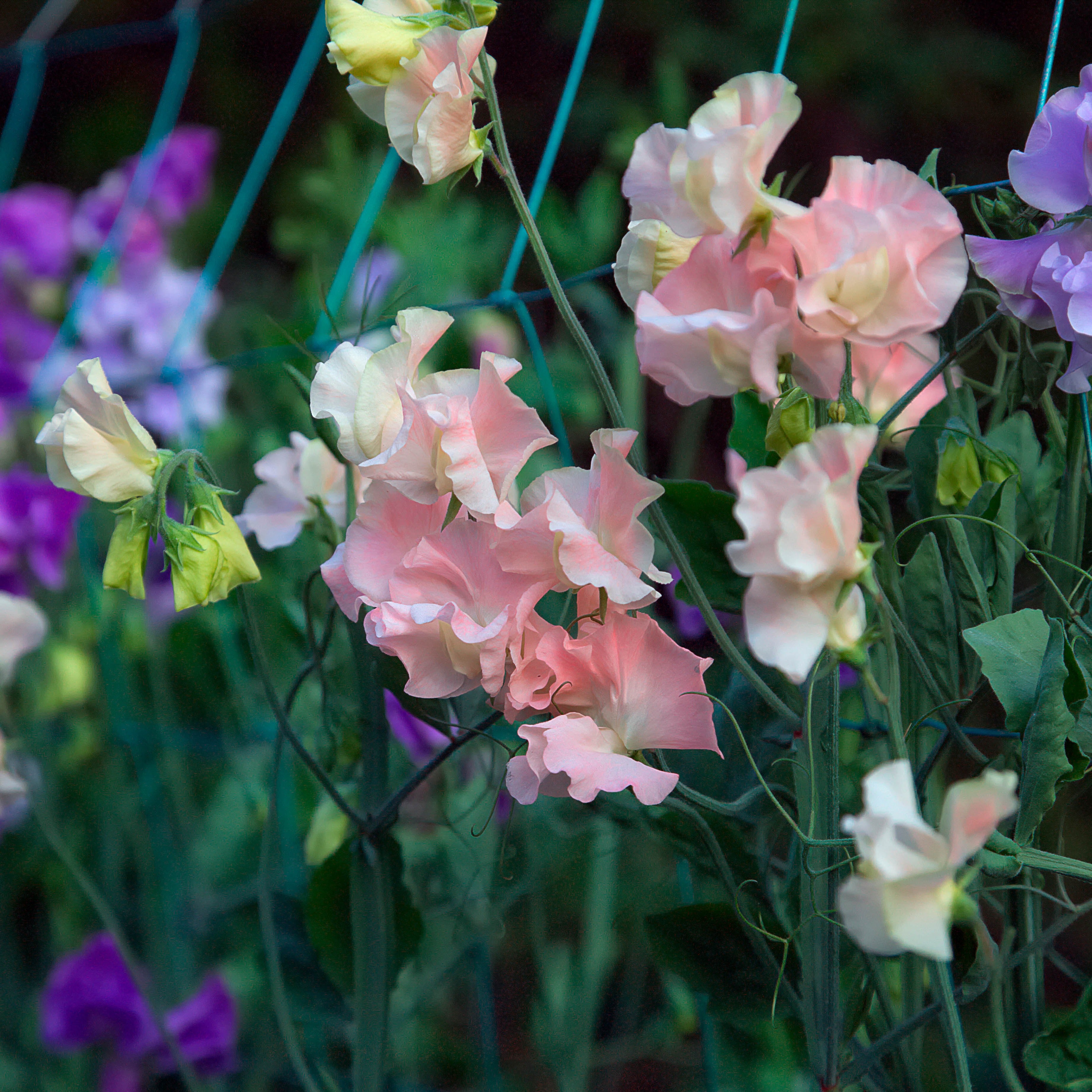 Sweet Pea Elegance Salmon Cream Flower | X 15 Seeds
