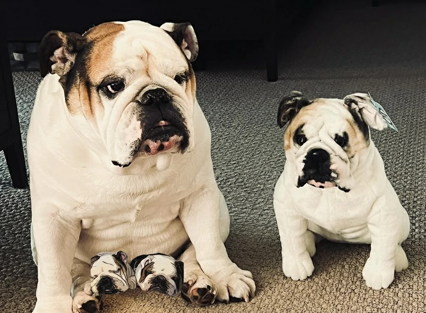 Custom Pet Gifts 101: How to Pick the Best One for Dog Owners