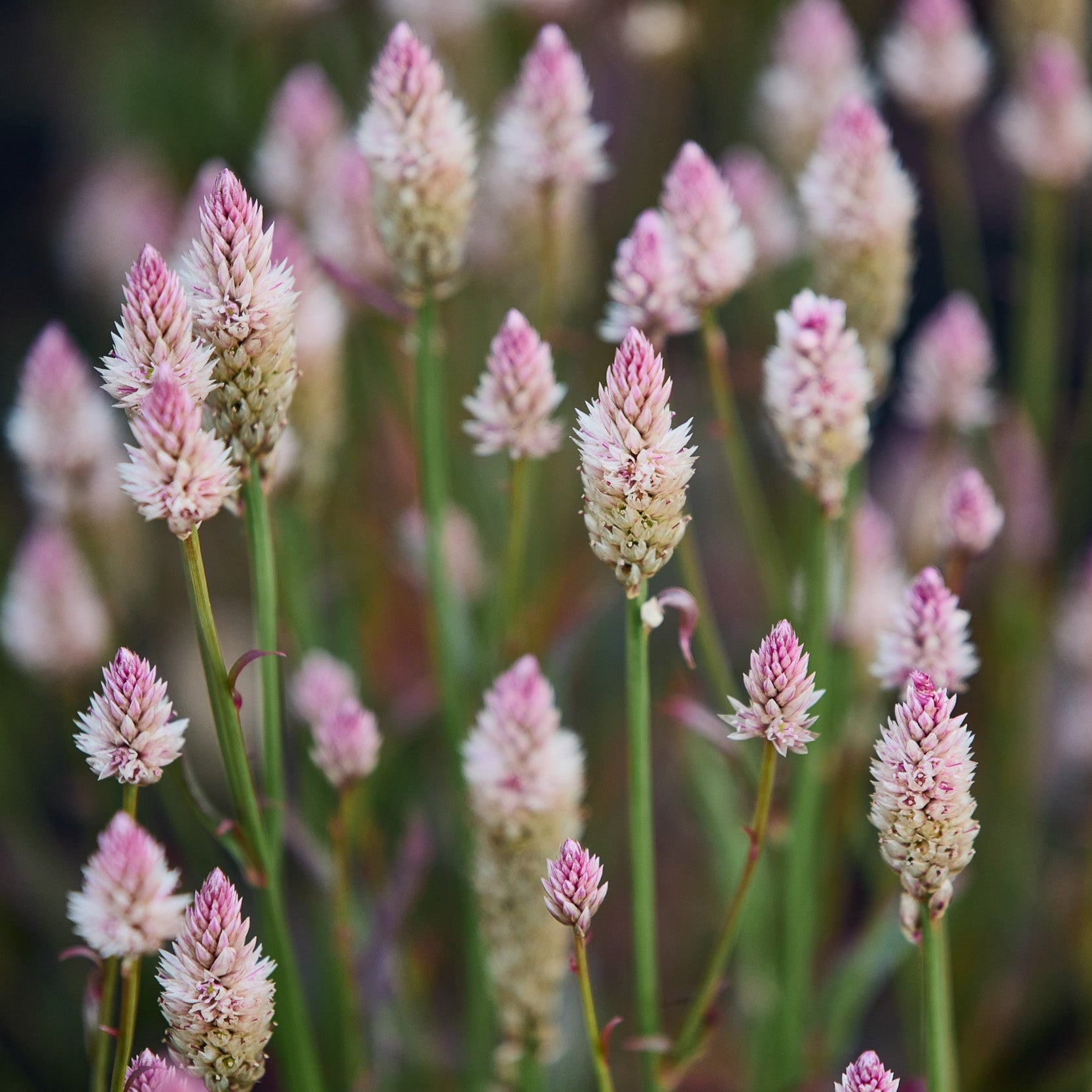 Celosia Flamingo Feather Grass | X 50 Seeds