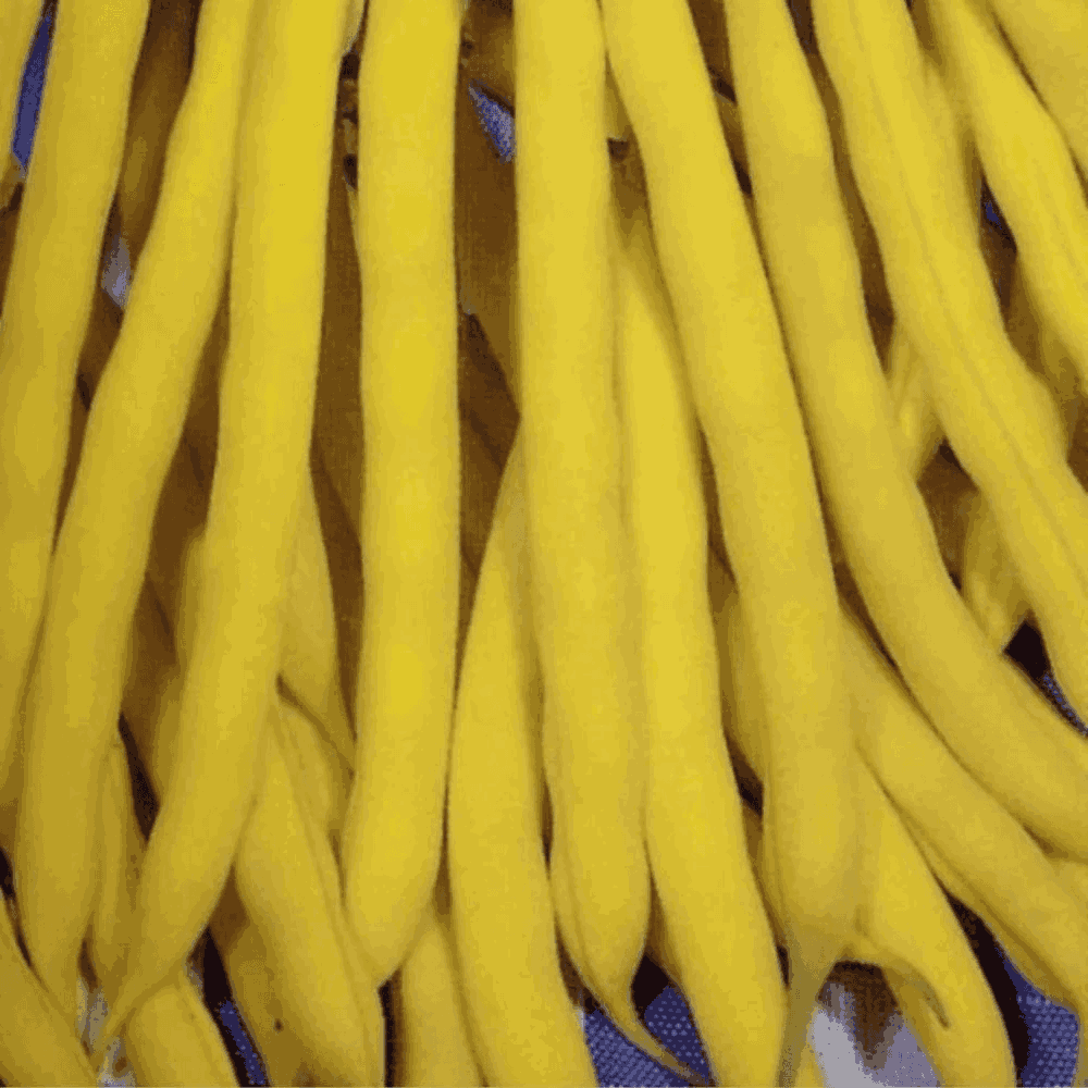 Bush Beans ‘BerGold’ – Sunny Yellow Podded Beans