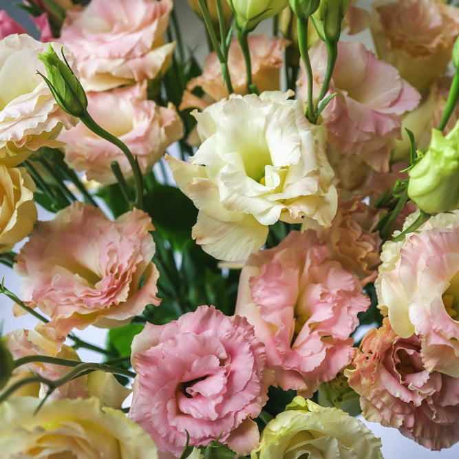 Lisianthus Celeb 1 Beige Neo Flower | X 20 Seeds (NOT TO WA)