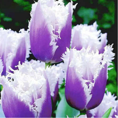 50Pcs MultiColor Options Rare Tulip Flower Seeds