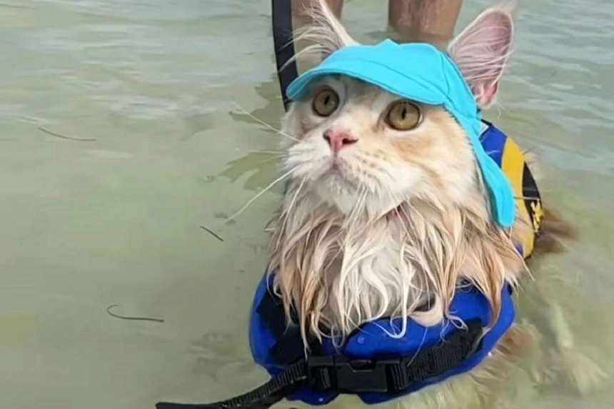 Best Step-In Cat Harnesses for Quick and Easy Dressing