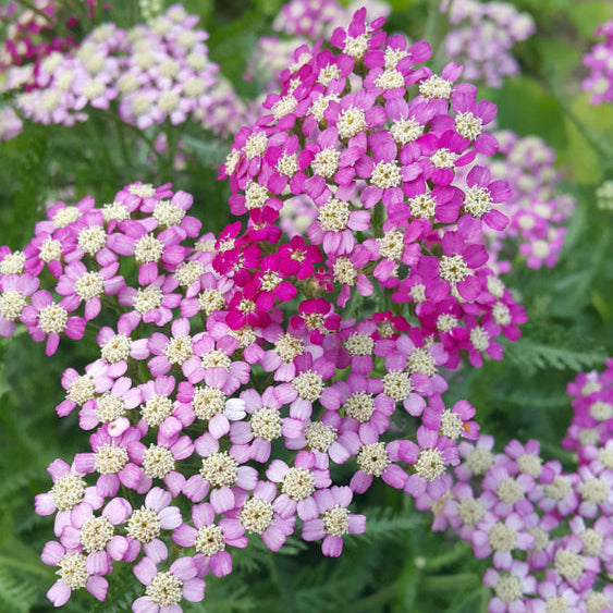 Yarrow Achillea Cerise Queen Flower | X 200 Seeds