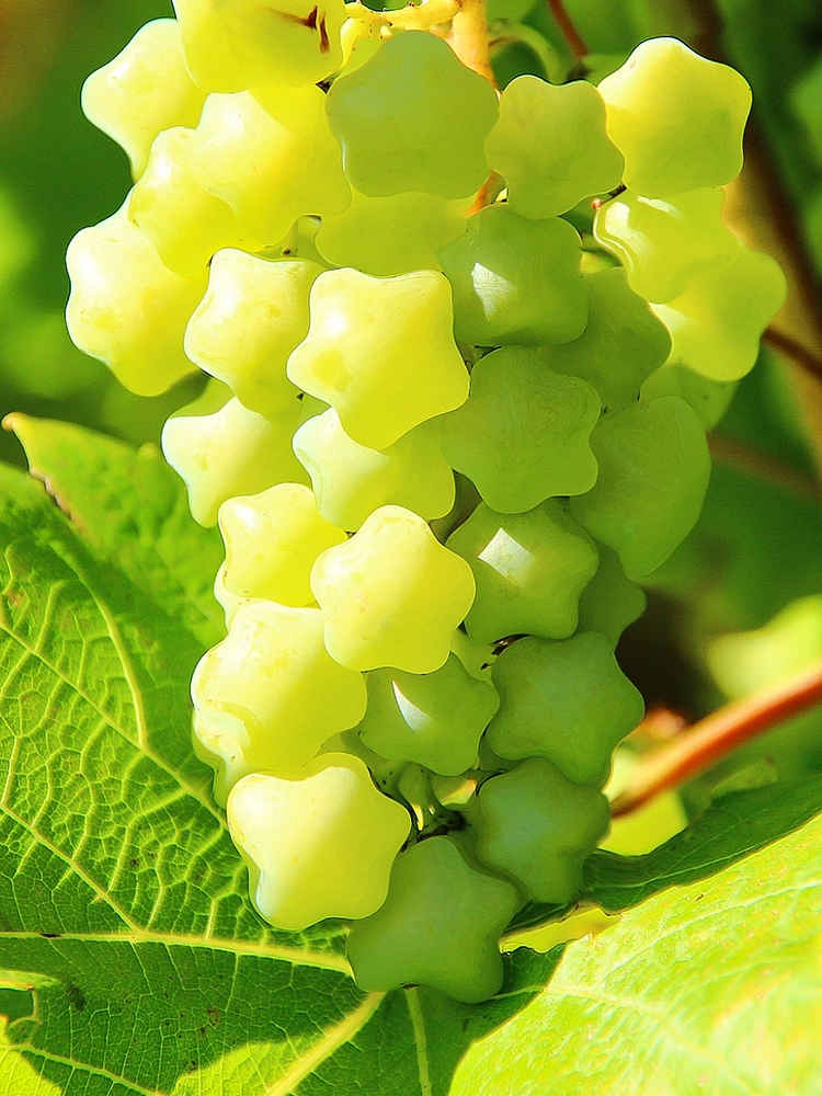 🎆Hot Sale🥂Rare And Beautiful Breed🌟Star Grape Seeds🍇