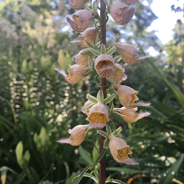 50 RUSTY FOXGLOVE Hummingbird Flower Digitalis Ferruginea Yellow Herald