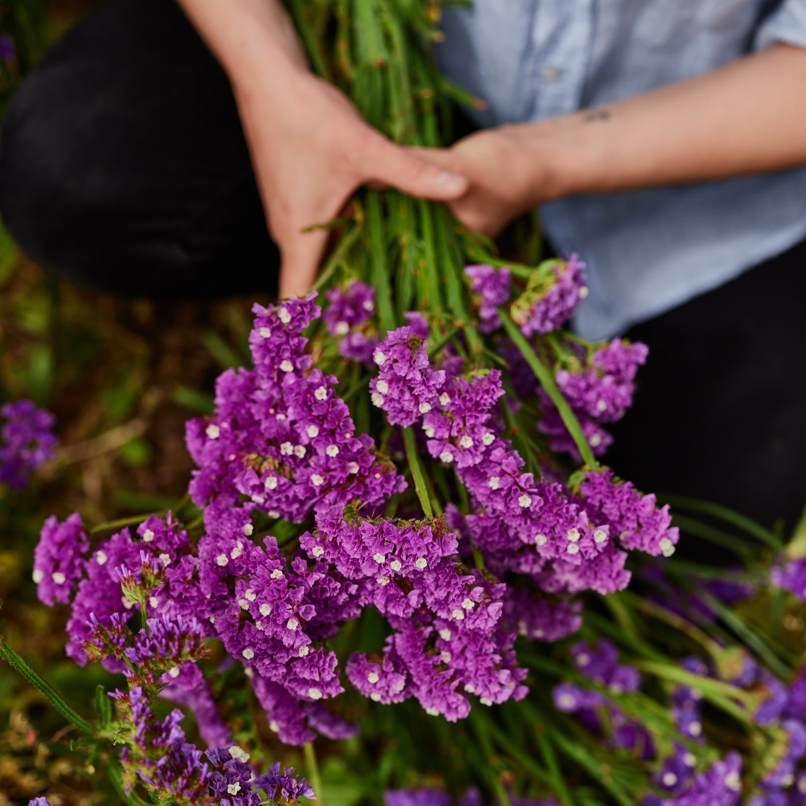 Statice Roselight Flower | X 50 Seeds