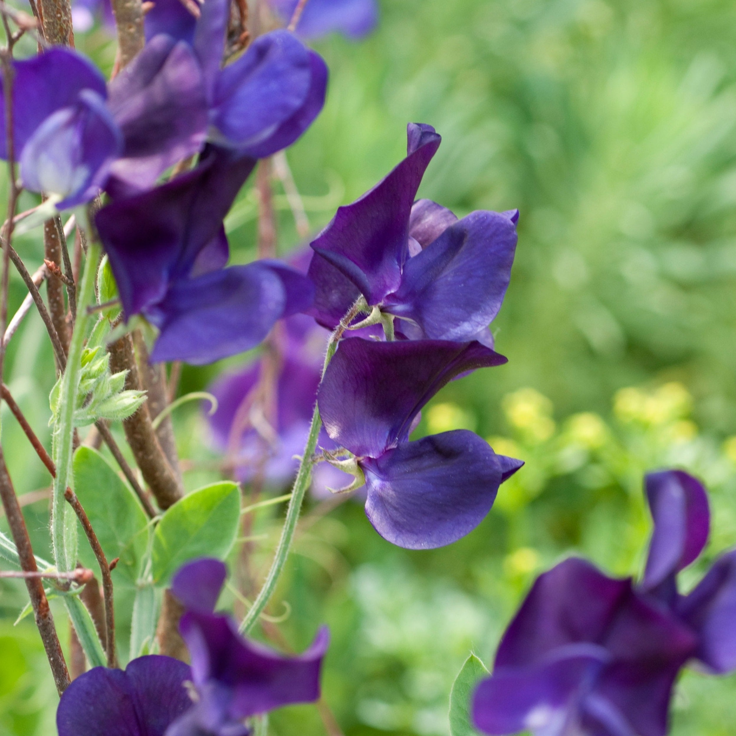 Sweet Pea King Size Navy Blue Flower | X 15 Seeds