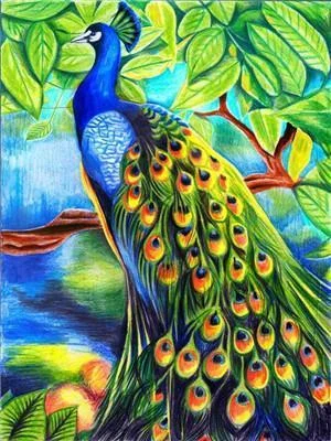 Peacock Paint By Numbers Kits UK Hard Y5807
