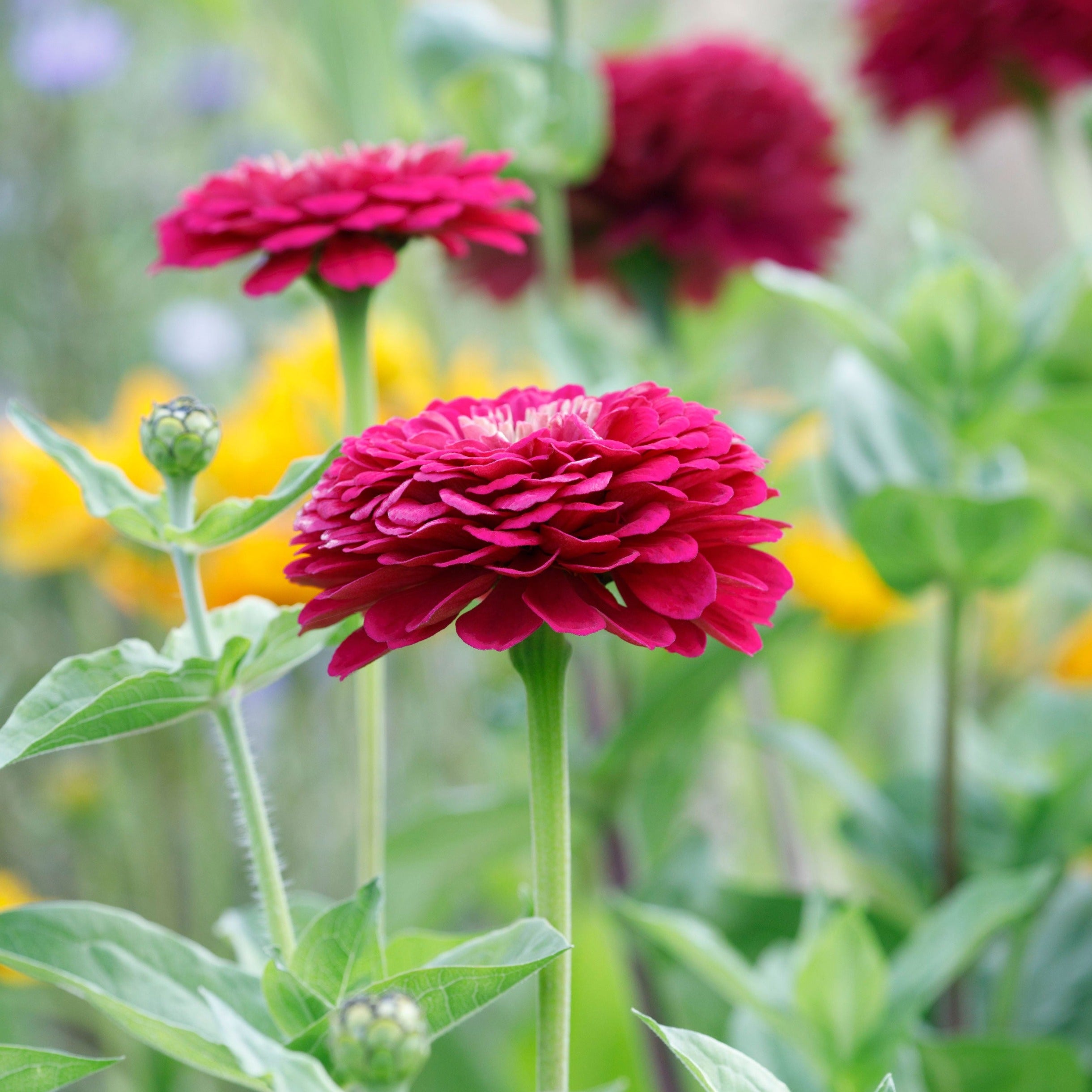 Zinnia Benary's Giant Wine Flower | X 30 Seeds